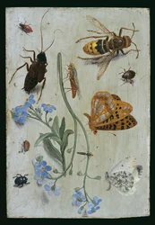 Insekten